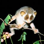 The Loris Night Safari Lantern Yoga Retreat