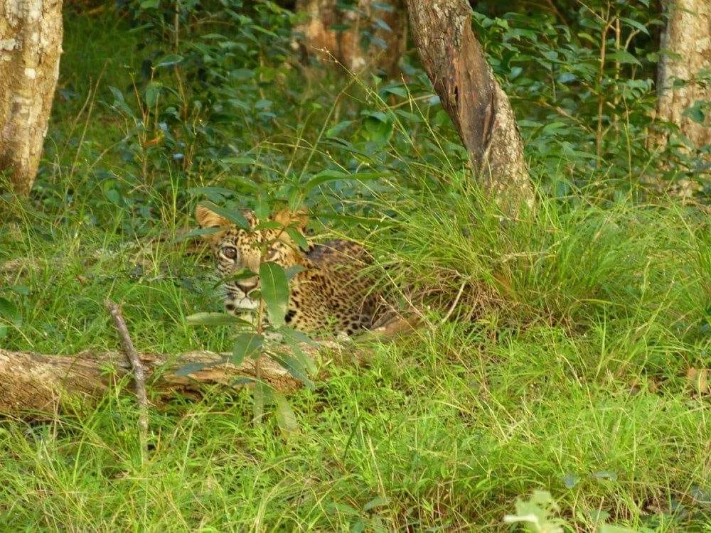 The pic is one I took back in 2015 of Cleo as a cub with her Mum. A wild life photographer I am not but a lover of all things wild I'll always be!