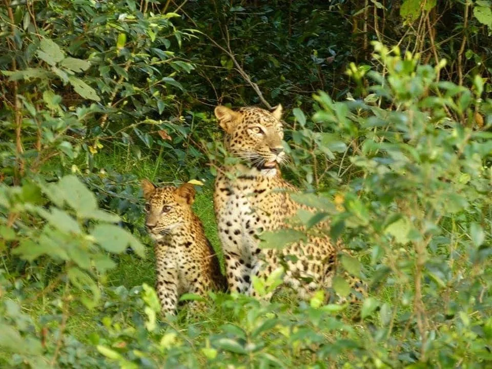 The pic is one I took back in 2015 of Cleo as a cub with her Mum. A wild life photographer I am not but a lover of all things wild I'll always be!